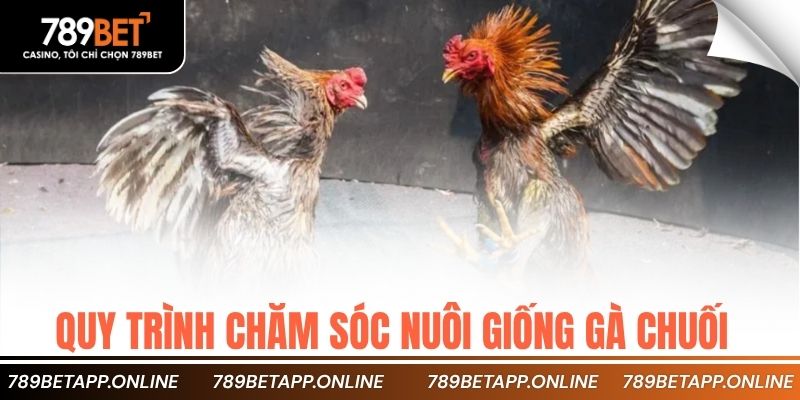 Quy trình chăm sóc nuôi giống gà chuối