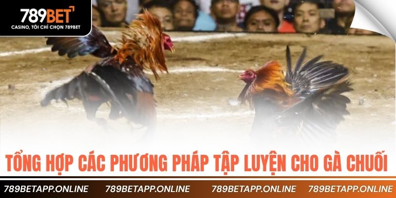 Tổng hợp các phương pháp tập luyện cho gà chuối